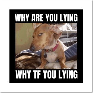 Why Are You Lying Funny Dog Meme Posters and Art